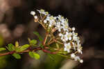 Small-leaf arrowwood